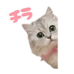 Foo the Cat - Happy Days