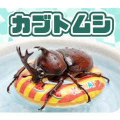 カブトムシの日常.