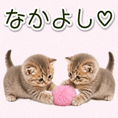 なかよし赤ちゃんマンチカン