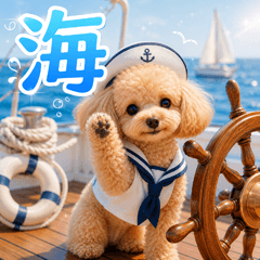 Marine toy poodle p