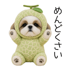 cute cute shihTzu