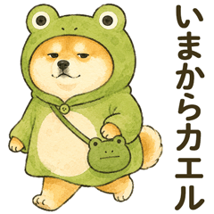 yurui shibainu2