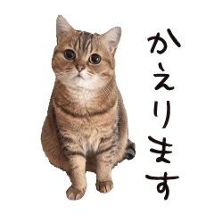 Every Komachi.