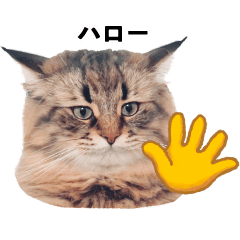 SiberianCat"Yamaneco"20