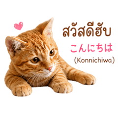 Jaosom Cat