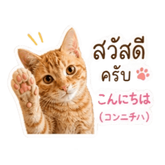 Jaosom Neko
