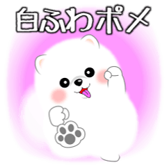 Pop-up! Fluffy White Pomeranian