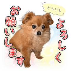 The Miracle Dog Miru