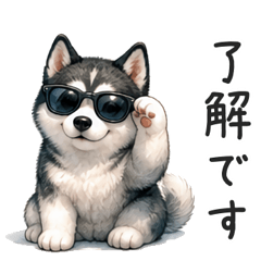 夏のシベリアンハスキー