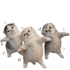 20260706dance cat