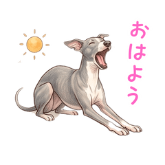 Aesthetic Retro Italian Greyhound