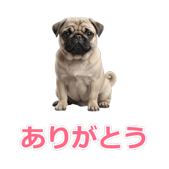 Pug (Fawn) Daily Stickers