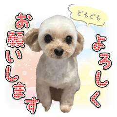 Koharu the Adorable Pup