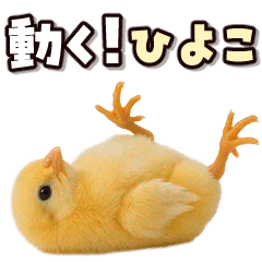 ちょこまか動く！ひよこ