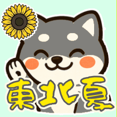 Shiba Inu Ko-chan2, Black,Tohoku, Summer