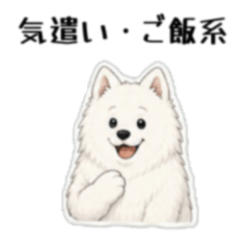 Samoyed Feelings & Home Life