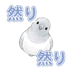 哲学するハト