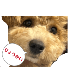 pecopeco_20260629202137