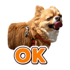 coco_2018_12.29