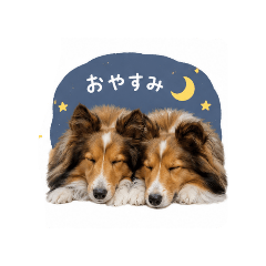 sheltie-rin&non