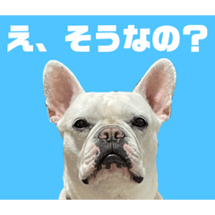 doubutsuyochi_20260629205039
