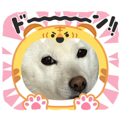 豆柴りつくん