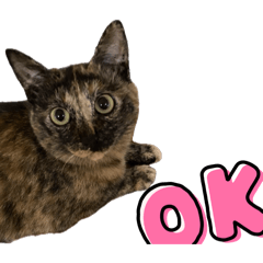 NEKO_20260629215256