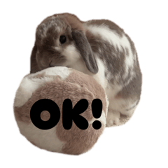 Floppy-eared rabbit Kichako