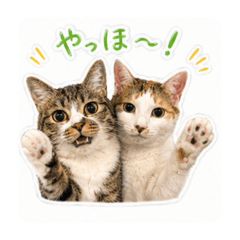 nako_20260629222503
