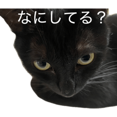 kuroneko_20260701091100