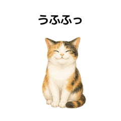 yoko_cat_4