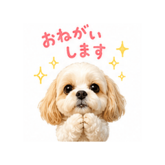 aple--