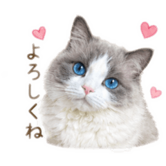 Maco_20260701094931