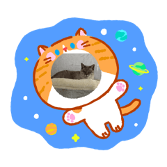 猫ネコネコネコネコ