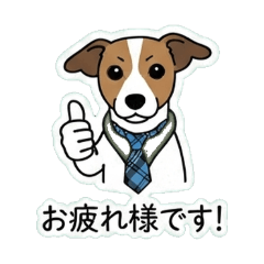 Jack Russell Terrier at Work