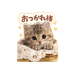 tmtmaj_20260701115007