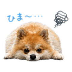Maru_20260701120937
