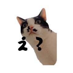 kedamanekoneko