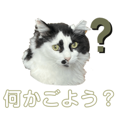 kuro15_20260701140342