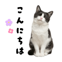 My tuxedo cat!