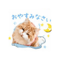 midori_20260701140603