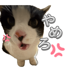 Miyutyann_20260701140940