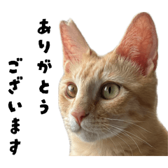 Gentle_neko_20260701142840