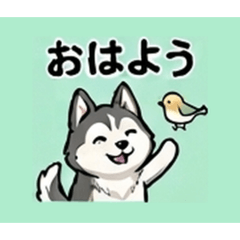 Husky thinking about