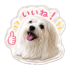 Momo_20260701