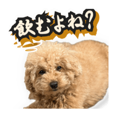 mocohina_20260701154925