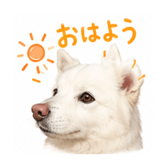 Suzu.dog.