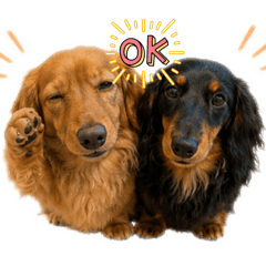 Dachshund "niji"_20260629213549