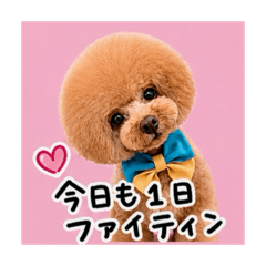 JINKO_20260629223914