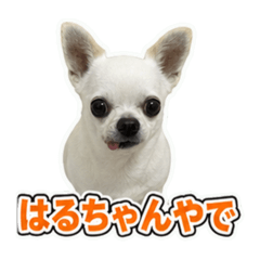 harumaki0414_20260701182935